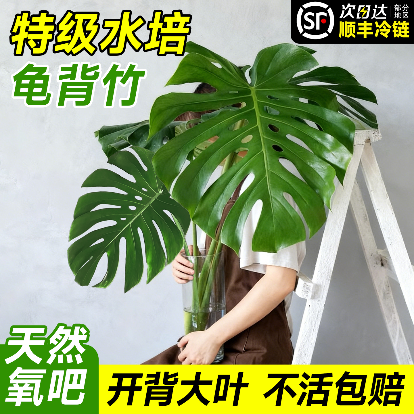 特级水培龟背竹开背大叶不活包赔