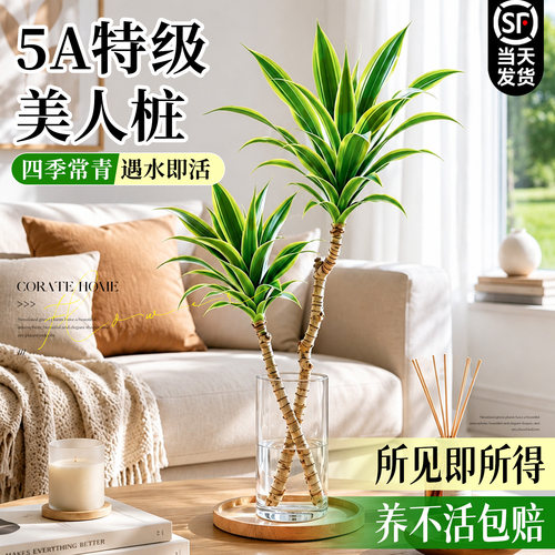 【5A特级】美人桩巴西铁水培绿植