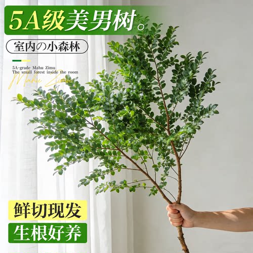【5A级美男树】干净好养四季常青