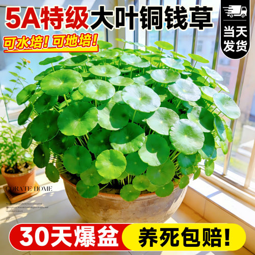 【精选大叶】水培铜钱草