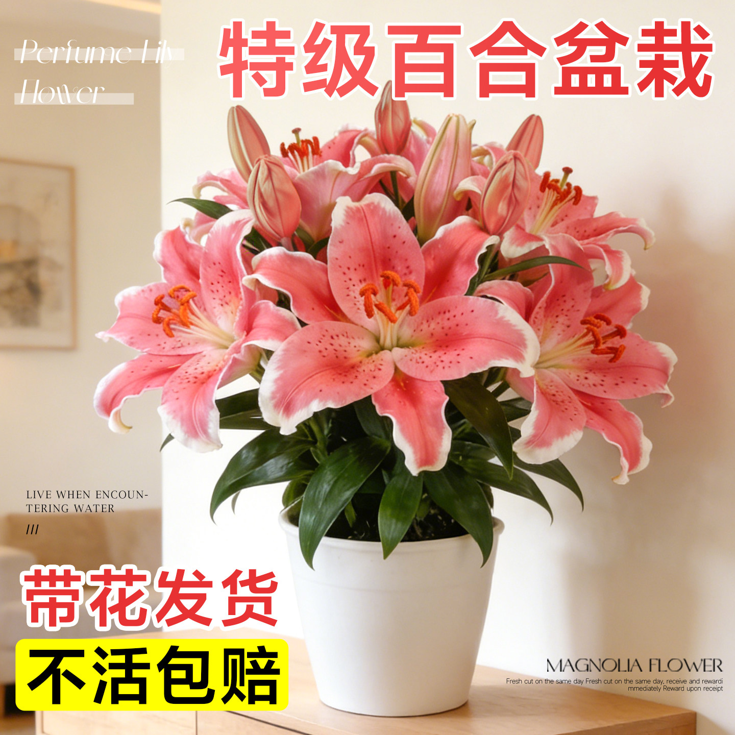 香水百合盆栽带花苞重瓣鲜花卉室内客厅阳台年宵花好养活绿植花苗,鲜花速递/花卉仿真/绿植园艺,时令草本花卉,淘宝优惠券,粉丝福利购,淘宝优惠卷
