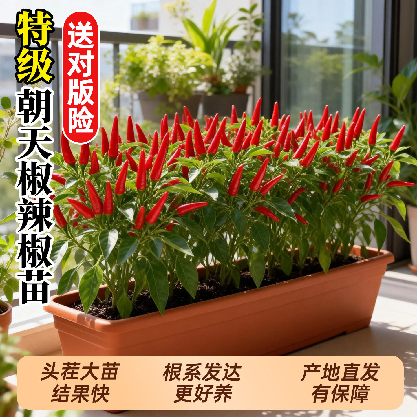 朝天椒苗辣椒苗秧苗四季种植种苗小米辣青椒树苗种子盆栽大全菜苗