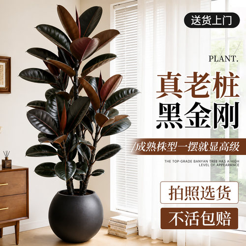 【特级黑金刚】氛围感天花板
