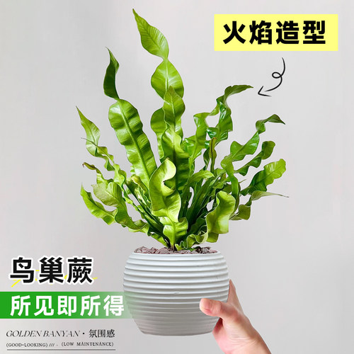 火焰鸟巢蕨盆栽厥类植物盆景霸王蕨彩虹蕨小绿植室内桌面耐阴好养