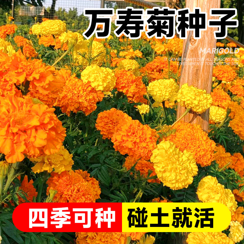 万寿菊种子花种籽子四季播种开花菊花苗盆栽南非万寿菊臭芙蓉种孑