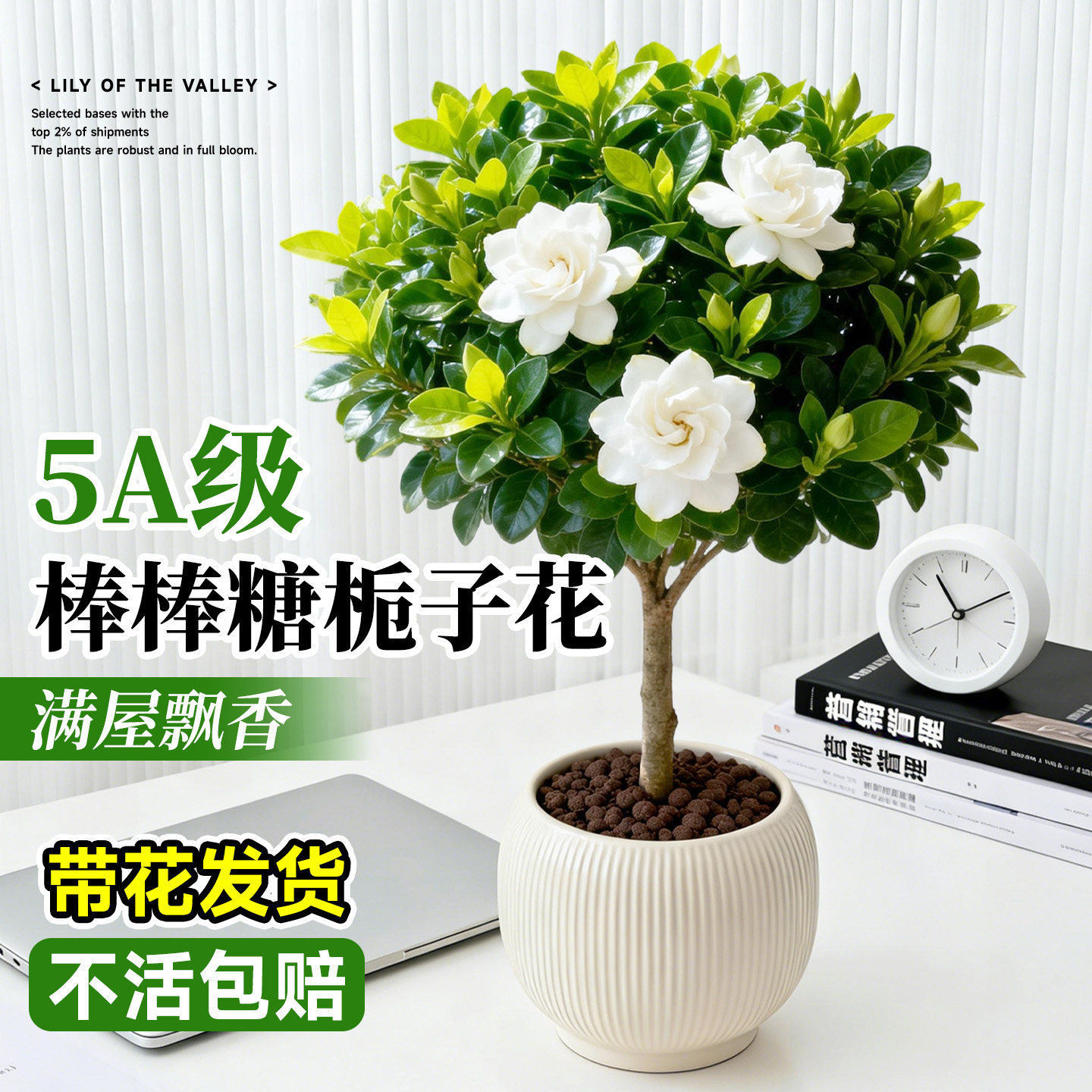 独杆栀子花盆栽四季开花老桩树苗带花苞浓香型枝枝花室外花卉绿植 - 实物图