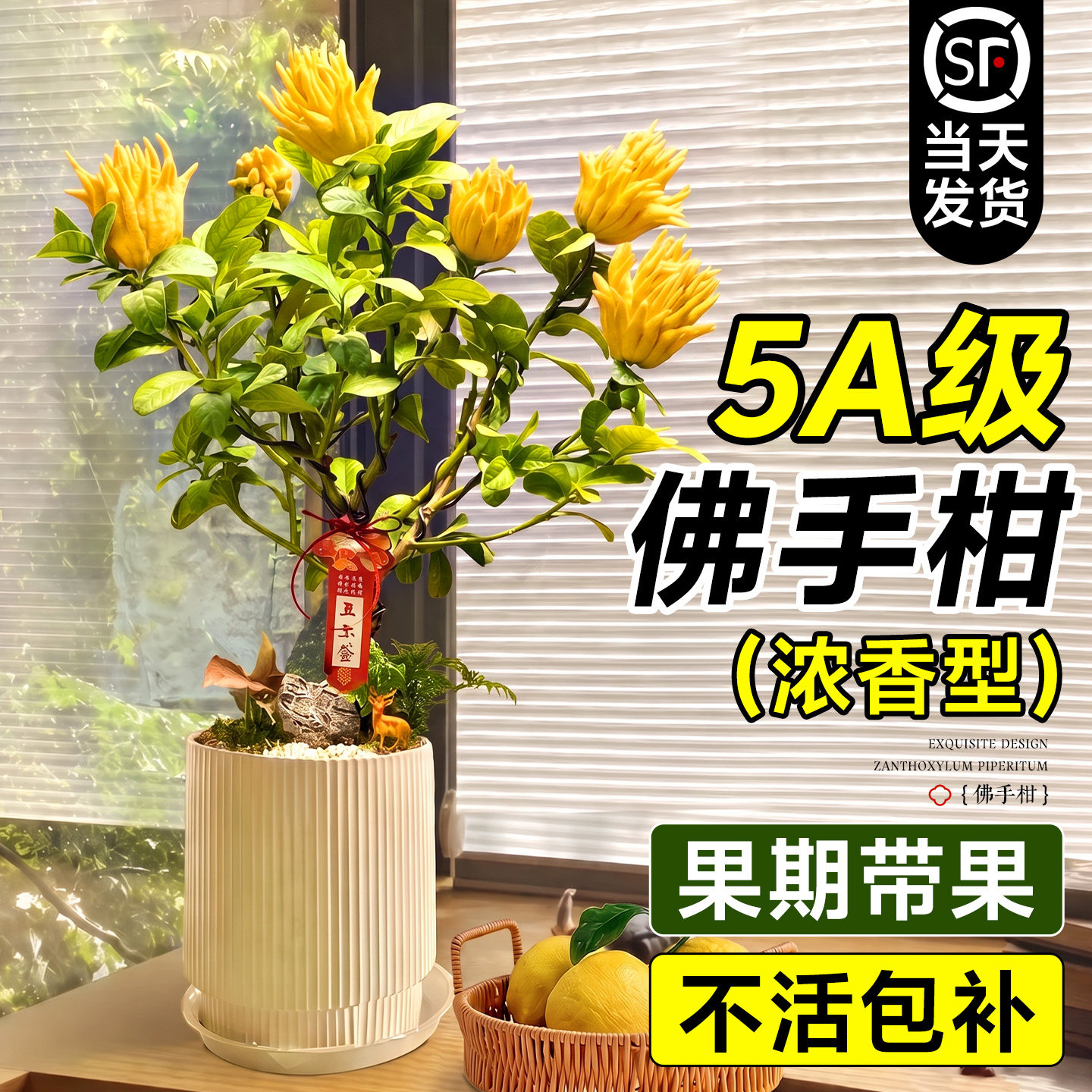 佛手柑盆栽鲜果盆栽树苗云南佛手柑特大可食用绿植室内外阳台庭院