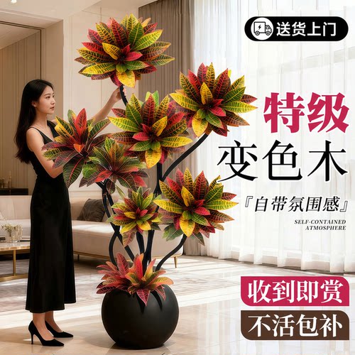 【变叶木大盆栽】客厅大型绿植