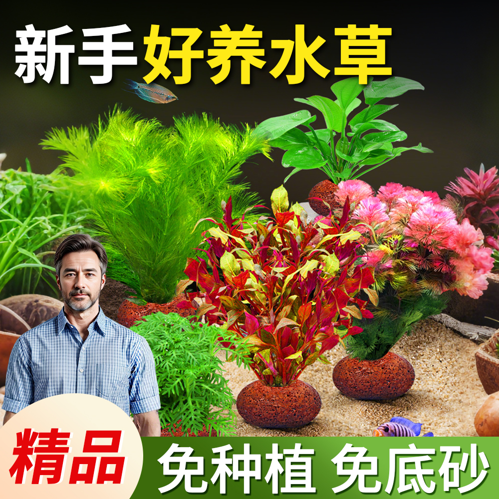 鱼缸水草植物真草造景火山石水培