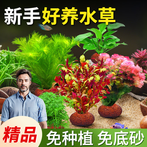 鱼缸水草植物真草造景火山石水培