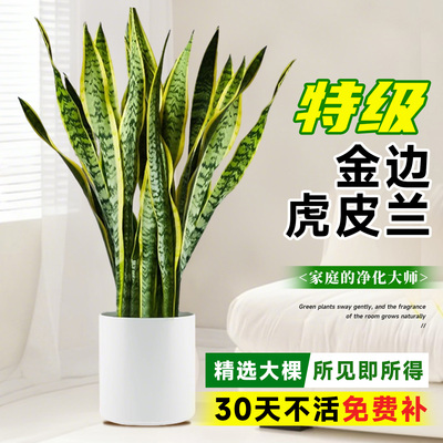 金边虎皮兰绿植客厅大盆栽室内阳台大型植物办公室花卉好养虎尾兰
