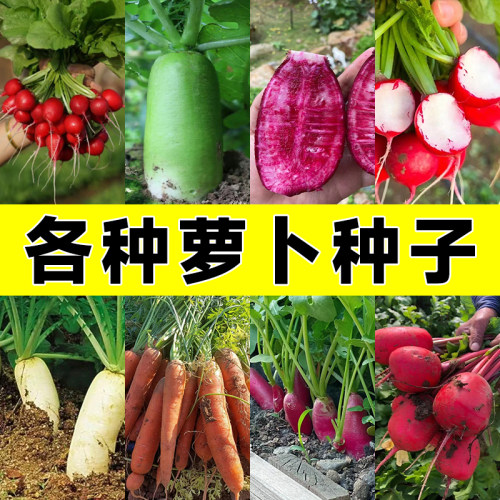四季播种萝卜种子包活包对版