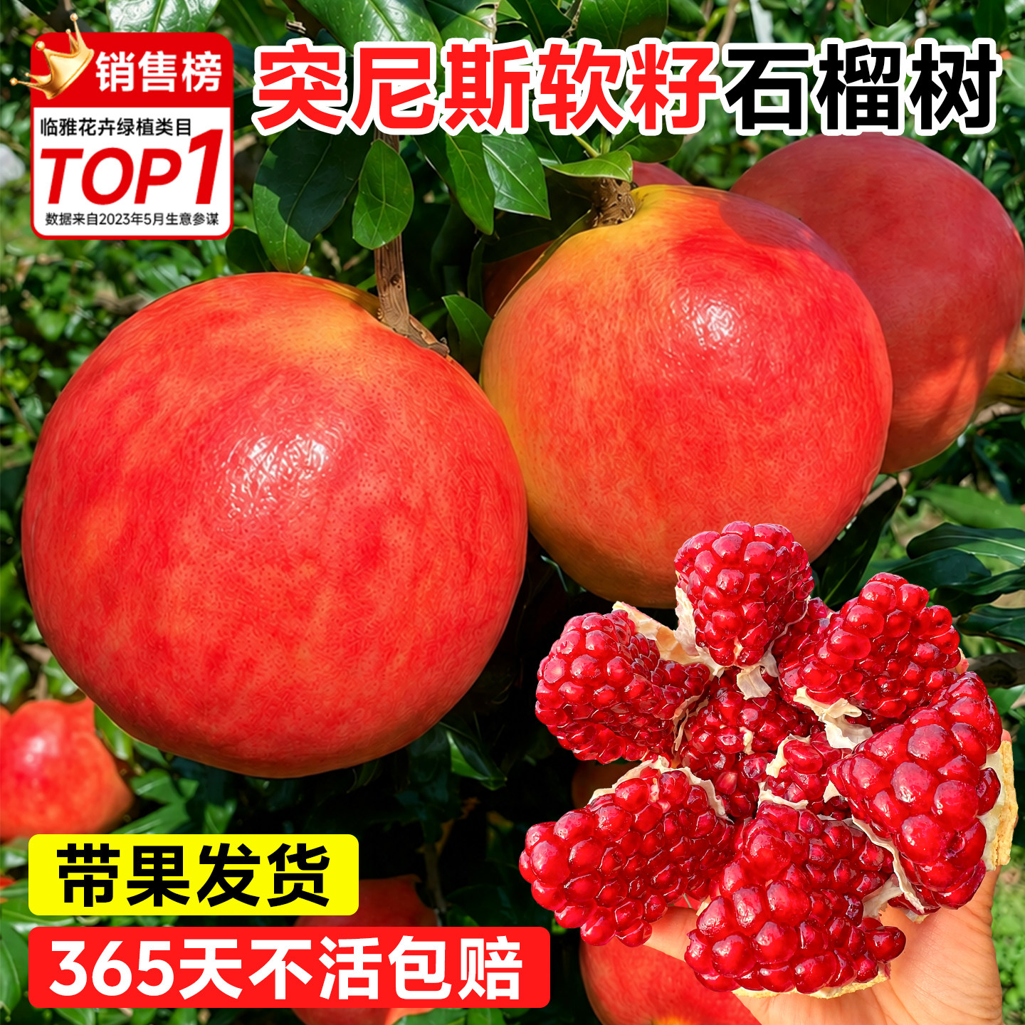 【带果发货】软籽突尼斯图片