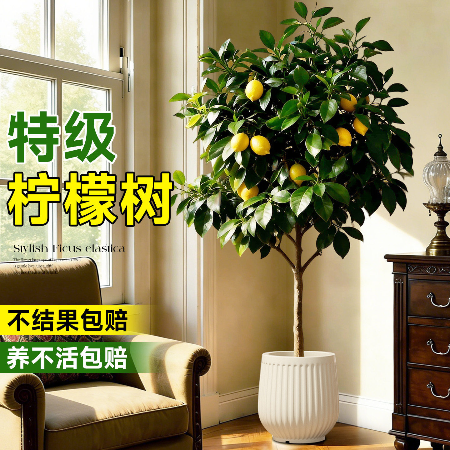香水柠檬树客厅绿植盆栽带果老桩高级感室内大型植物落地大号好养