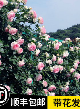 【1米6大苗】蔷薇花苗藤本月季特大花爬藤植物四季花卉盆栽玫瑰花