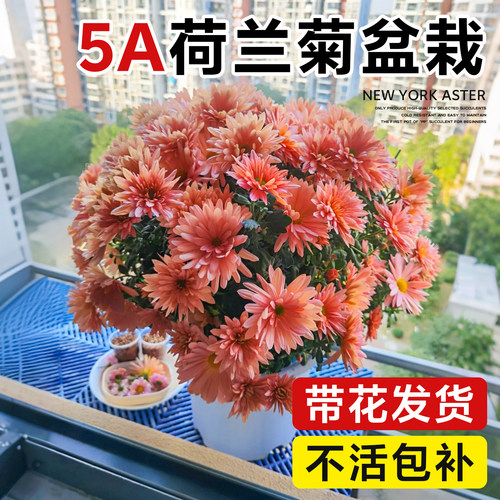 5A荷兰菊盆栽带花发货收到即赏