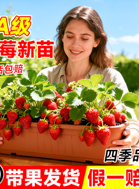 带果草莓苗秧盆栽奶油草莓特大号玄玉丹东99红颜结果耐寒冬季新苗