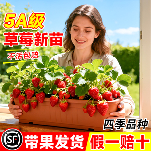 带果草莓苗秧盆栽奶油草莓特大号玄玉丹东99红颜结果耐寒冬季 新苗