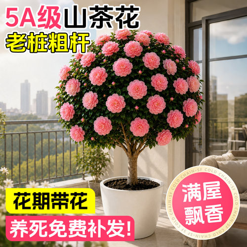 山茶花树苗四季开花带花苞好养活