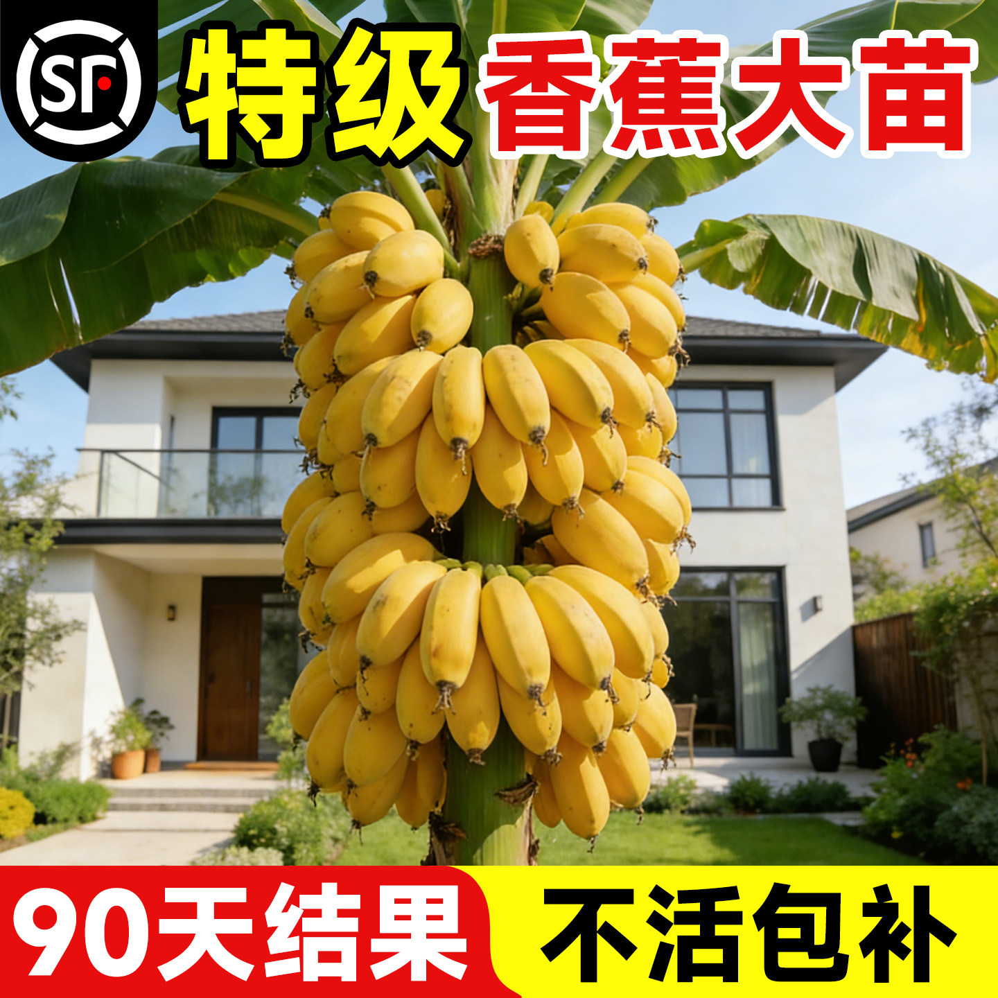 香蕉树苗盆栽地栽芭蕉粉蕉四季结果庭院矮化带土耐寒特大果树果苗