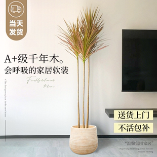 千年木客厅绿植高级感大型植物盆栽室内办公室马尾铁七彩铁落地式