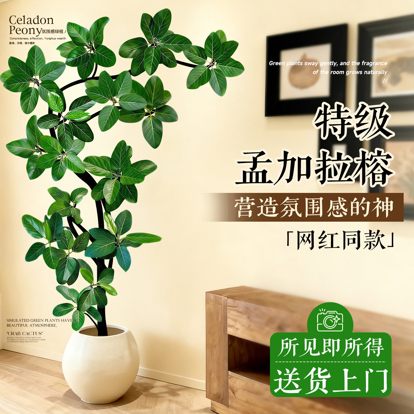 特级孟加拉榕黑布造型