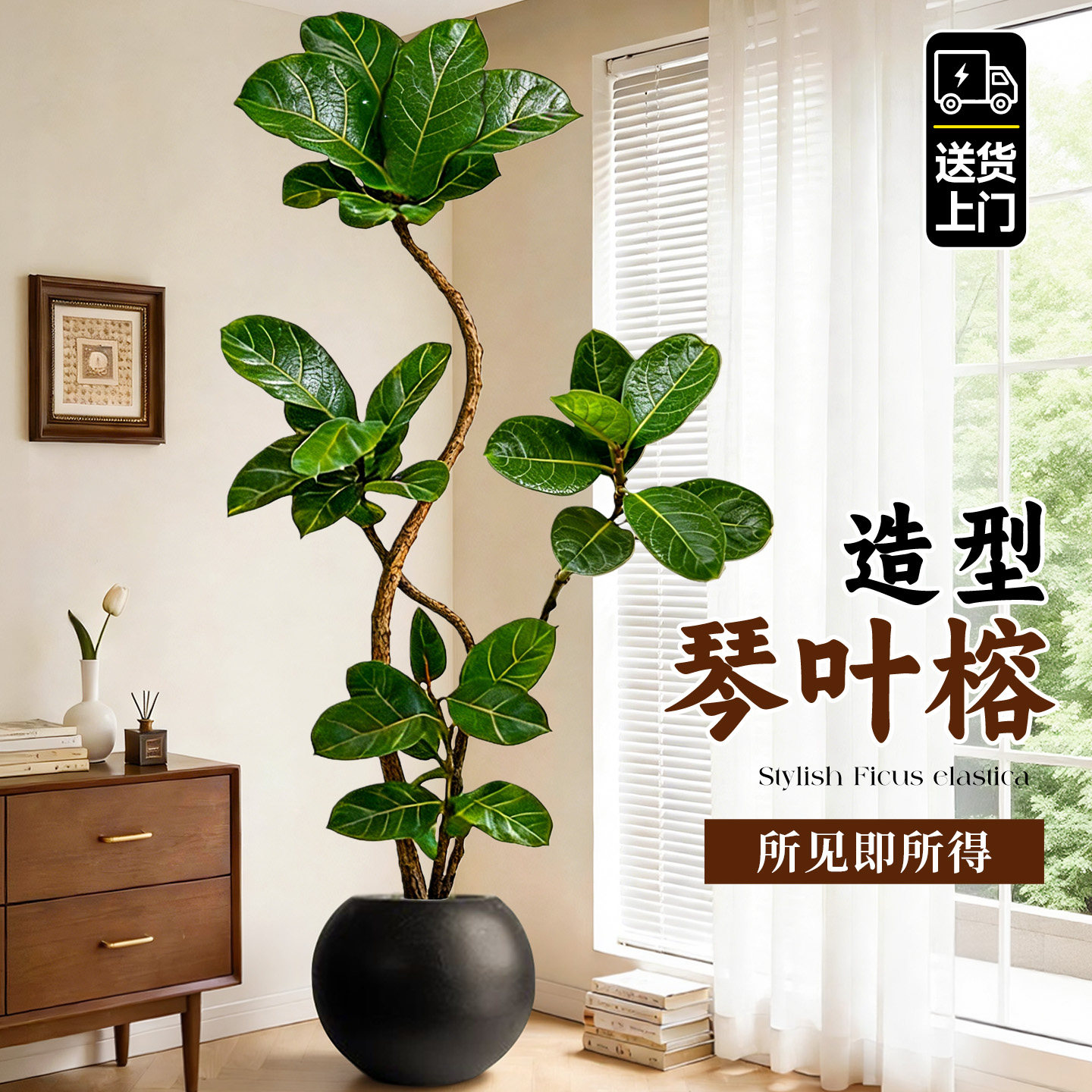 琴叶榕盆栽大叶老桩绿植高级感客厅室内大型落地植物办公室好养活,鲜花速递/花卉仿真/绿植园艺,大型绿植/成品组合盆栽,淘宝优惠券,粉丝福利购,淘宝优惠卷