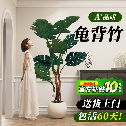 A+级龟背竹老桩大叶包活60天