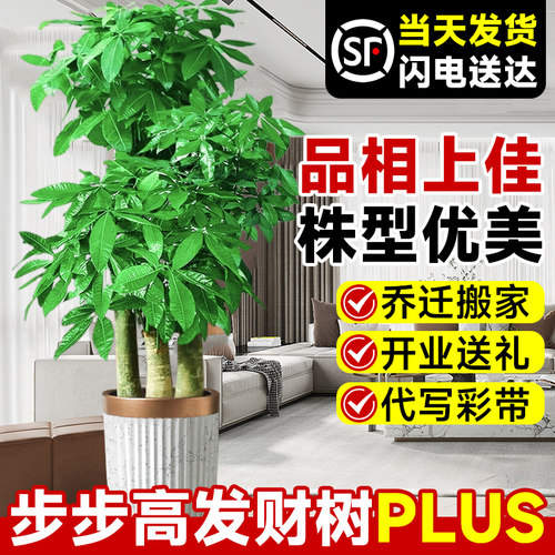 三杆发财树【精选株型好看好养】