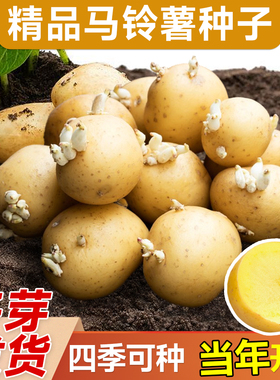 马铃薯种子春播大黄心土豆带芽原老品种脱毒高产洋芋蔬菜籽种早熟