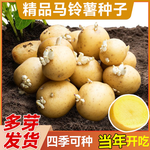 马铃薯种子春播黄心土豆带芽高产