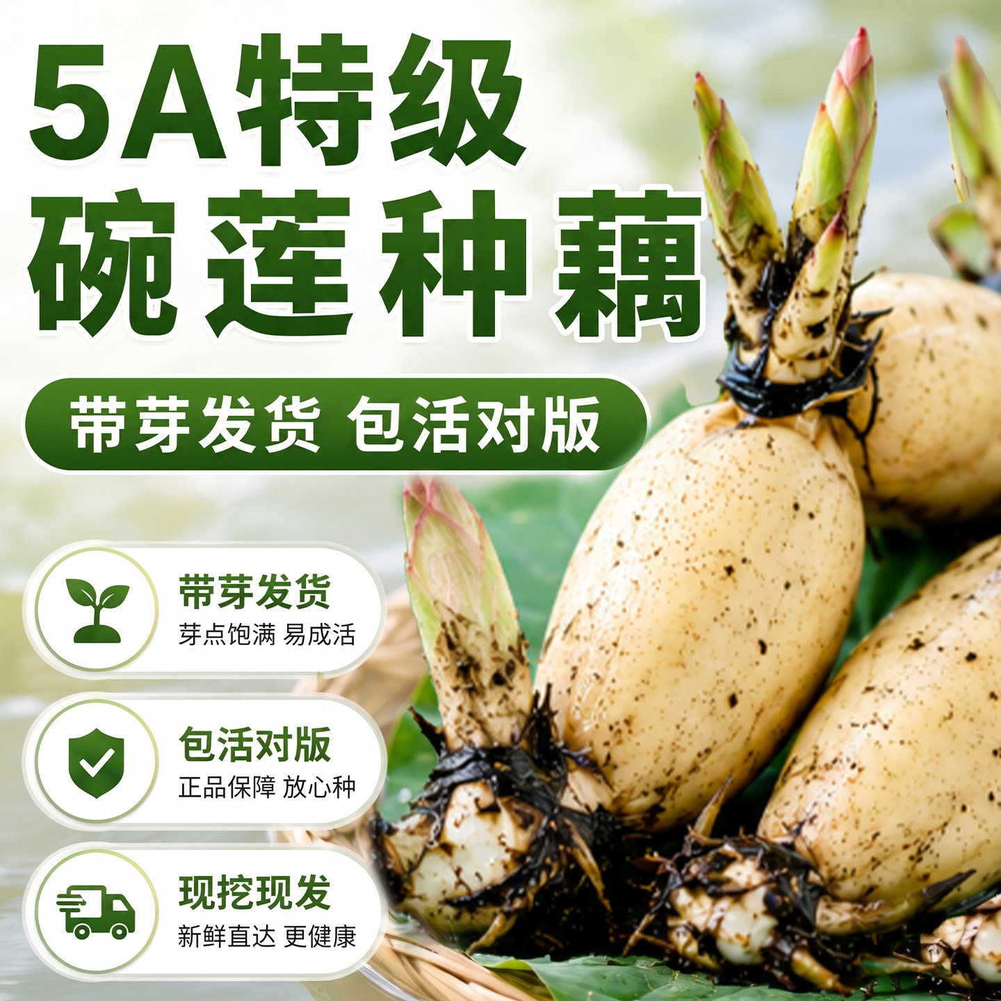 碗莲种藕根茎带芽小型荷花苗水培植物带花苞四季盆栽睡莲花卉开花