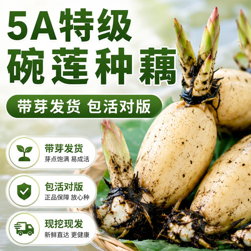 【5A特级碗莲藕种】带芽发包成活