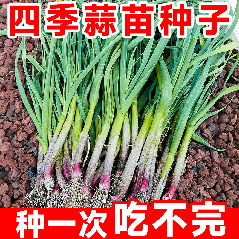 蒜苗种子四季宽叶蒜苗种籽紫皮