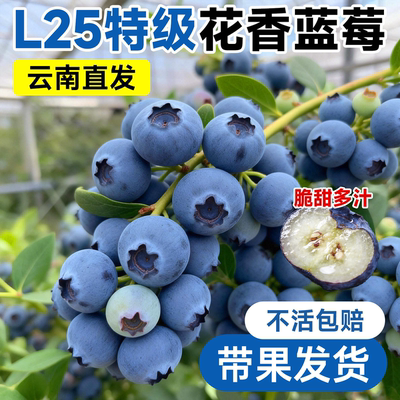 【带果发货】5A特级蓝莓盆栽