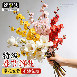 腊梅鲜花年宵花花期超长的水培植物室内好养玉兰梅花桃花基地直发