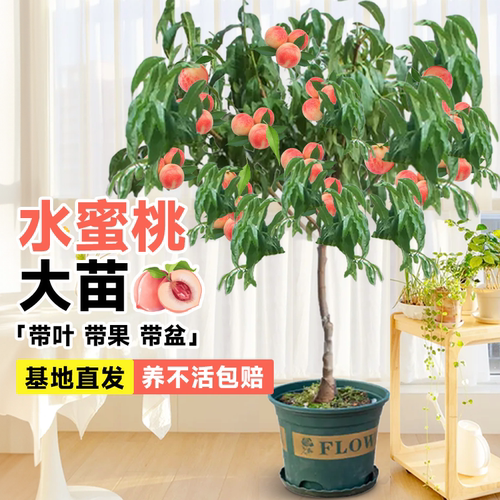 【带盆桃树果苗】四季结果好养活