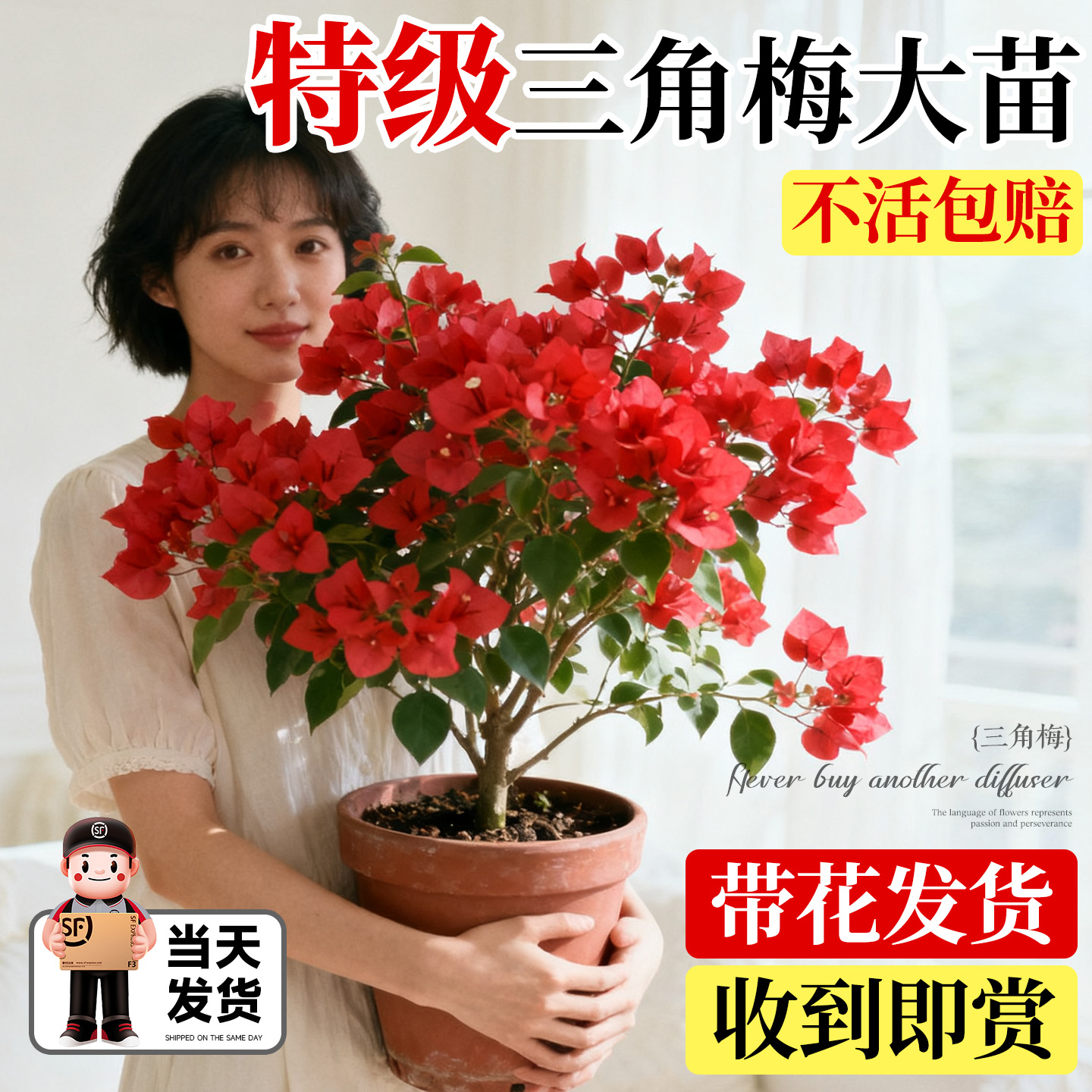 【特级带花三角梅盆栽】不活包赔