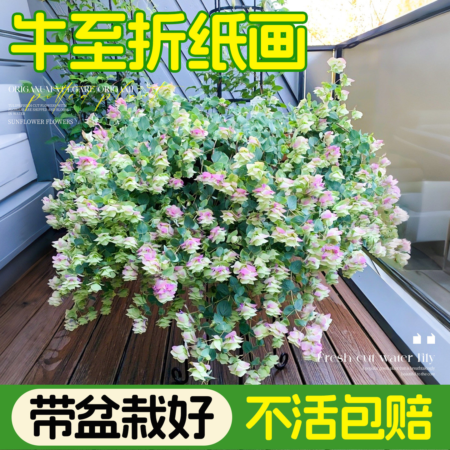 观赏牛至盆栽折纸画花苗花园阳台垂吊观花观叶植物多年生耐寒好养