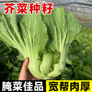 芥菜种籽大全四川大叶青菜包心酸菜冬天四季阳台盆栽蔬菜种子种孑