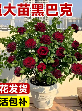 黑巴克月季花苗玫瑰花树苗老桩