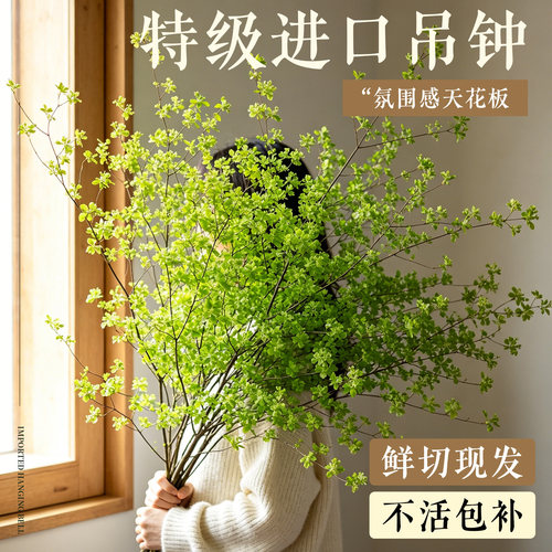 日本进口吊钟水培植物室内好养活