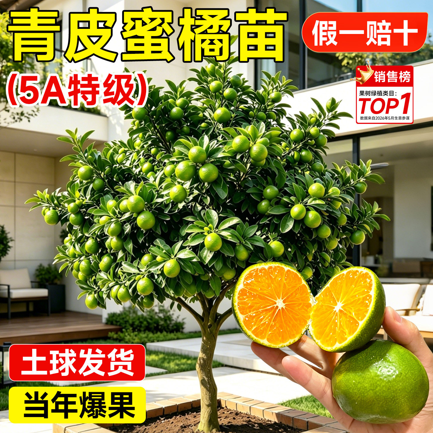 早熟青皮蜜桔树苗耐寒嫁接无核橘子苗日南一号柑橘苗地栽当年结果