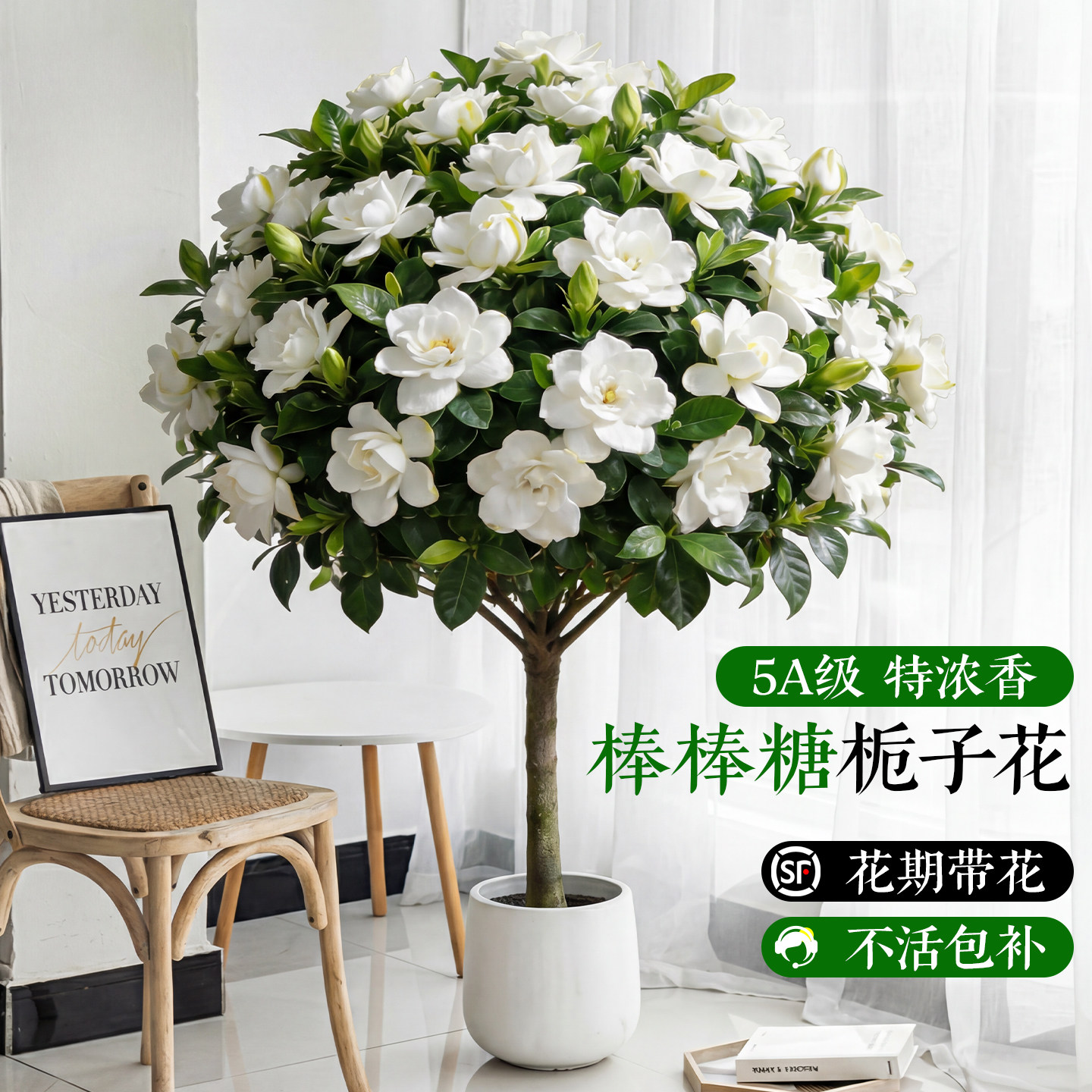 独杆棒棒糖栀子花盆栽带花苞四季大叶老桩栀枝树苗牡丹开花卉植物