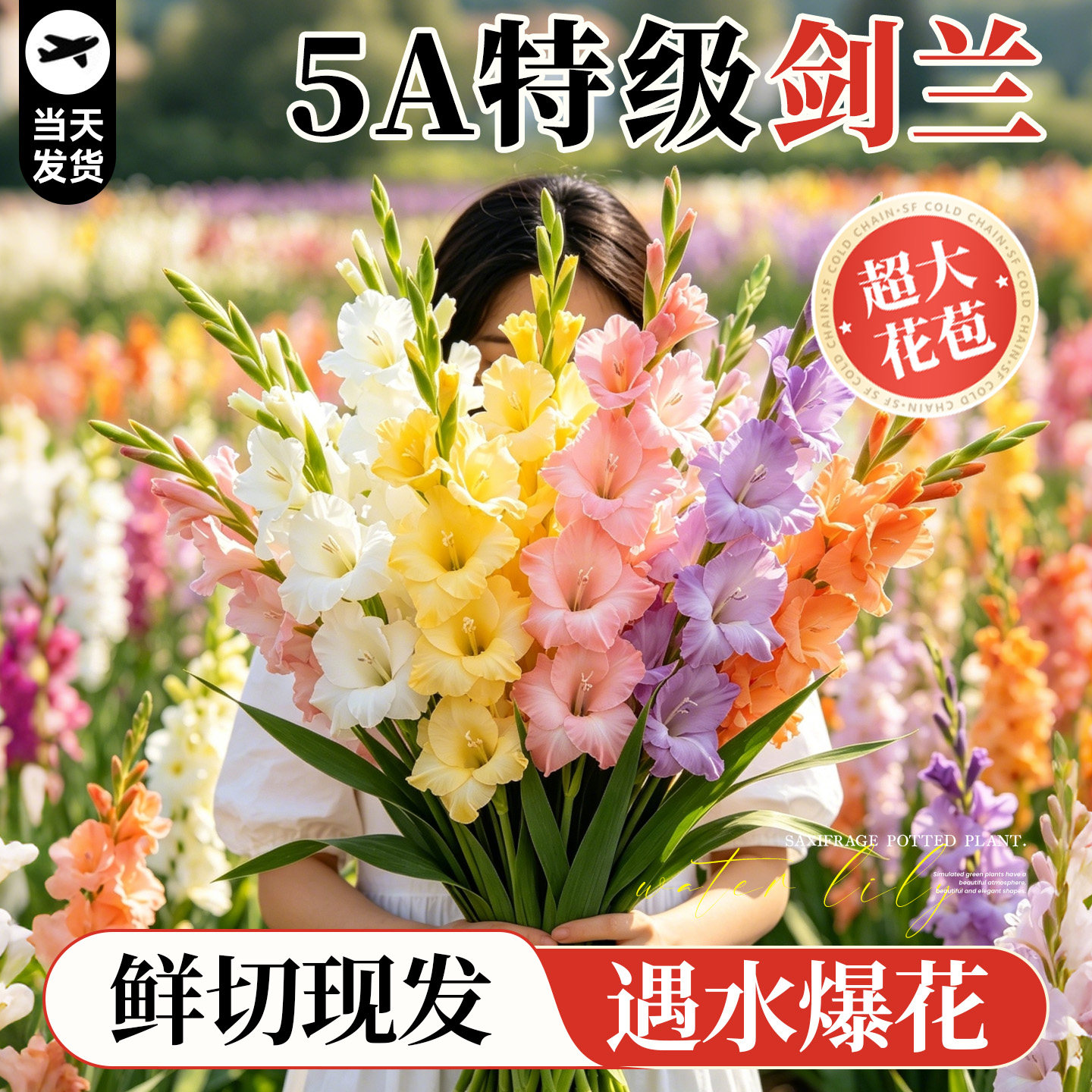 剑兰鲜花云南直发唐菖蒲鲜切花束水培花卉室内好养昆明基地次日达