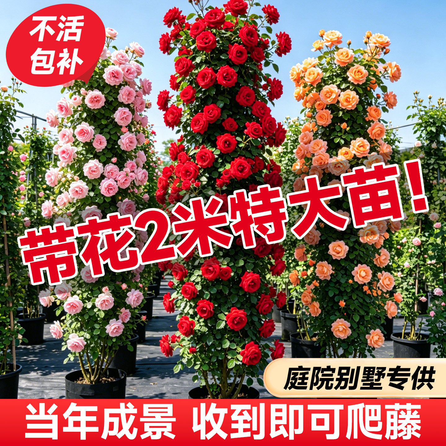 2米爬墙蔷薇四季开花老桩花苗庭院爬墙藤本月季花卉盆栽玫瑰开花