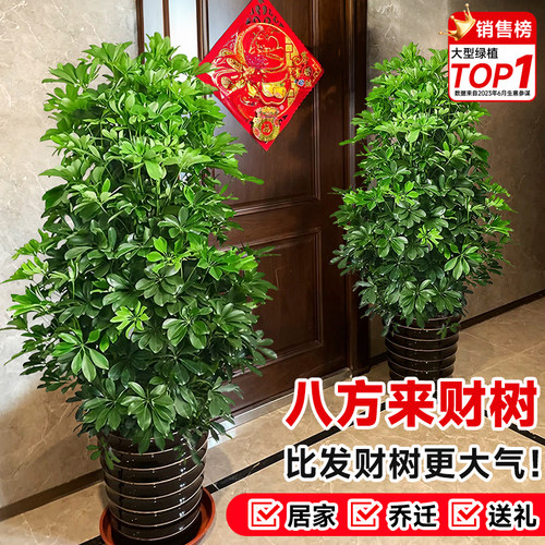 八方来财鸭脚木客厅大型绿植盆栽室内乔迁新年发财树植物七叶莲