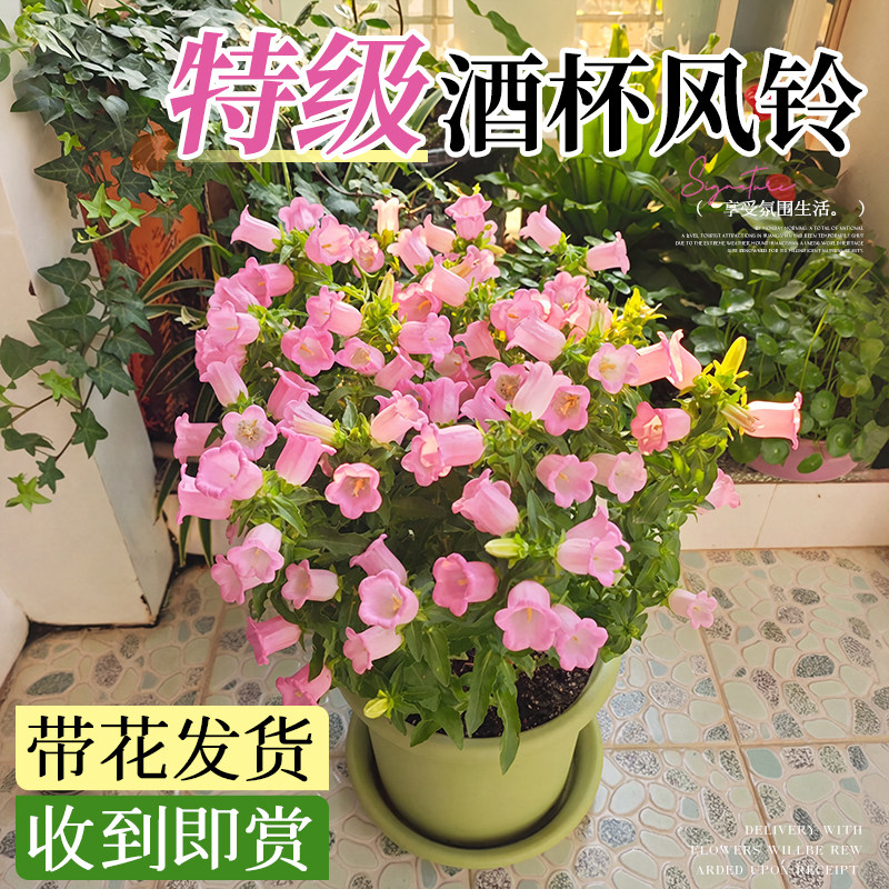 酒杯风铃花卉盆栽带花苞四季阳台庭院鲜花植物好养易活开花绿植物,鲜花速递/花卉仿真/绿植园艺,时令草本花卉,淘宝优惠券,粉丝福利购,淘宝优惠卷