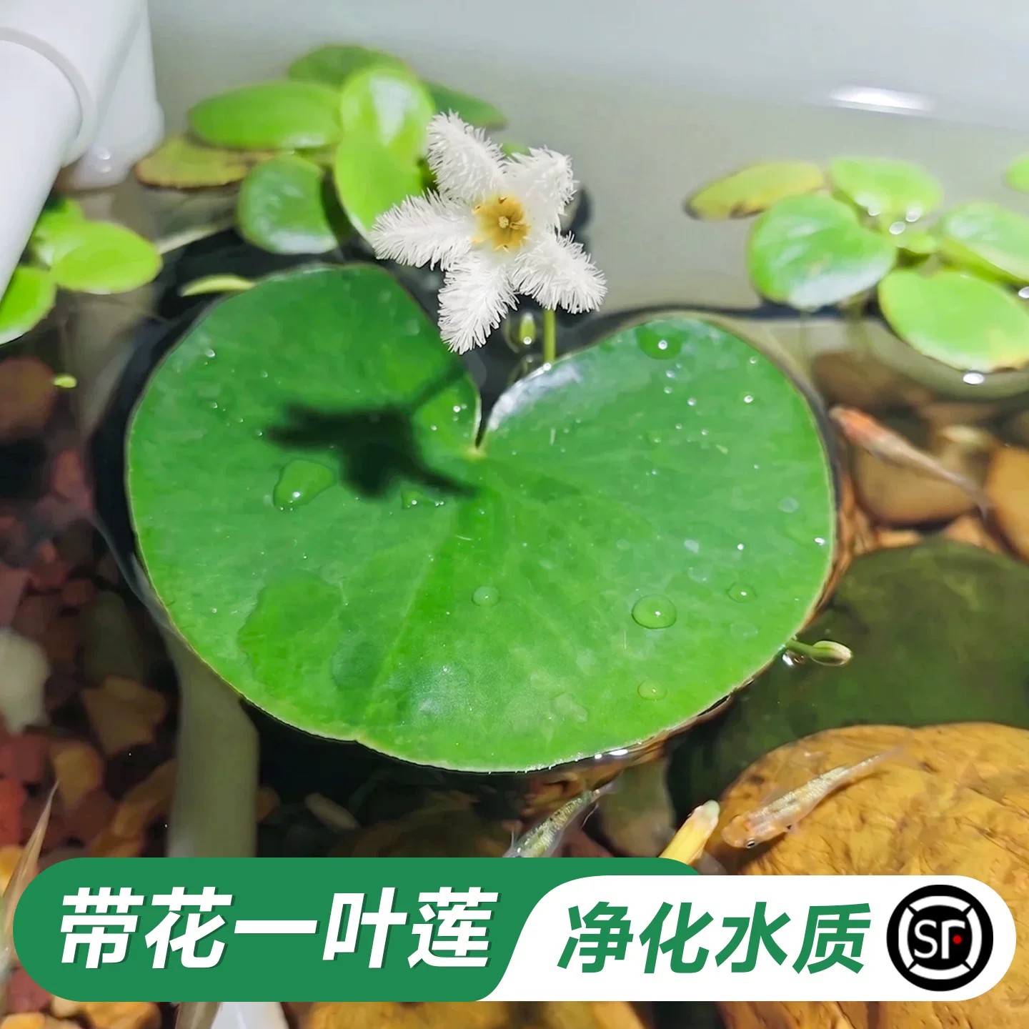 临雅一叶莲水培带花苞图片
