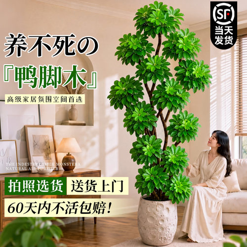 【拍照选货】6A级精选造型鸭脚木